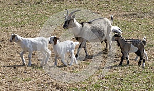 Herd of goats on the farm in the spring time.