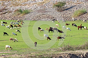A herd of goats graze in meadow