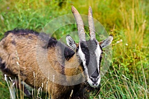 Herd goats graze on nature