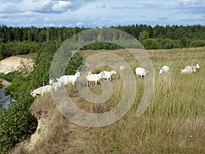 A herd of goats graze near the steep Bank of the river
