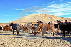 A herd of goats grazes on the border of the sandy desert