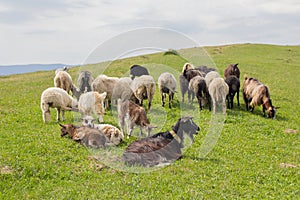 Herd of goats grazes on a mountain pasture