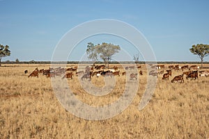 A herd of goats grazing in dry grass land