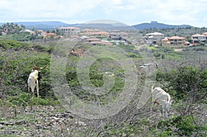 A herd of goats are grazing in a field