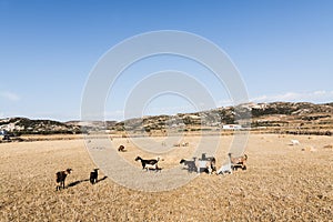 Herd of goats grazing on the field on Milos island, Greece