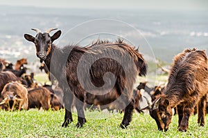 A Herd of Goats Grazing in Fresh Grass