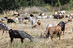 Herd of goats grazing in a meadow