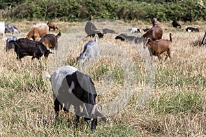 Herd of goats grazing in a meadow