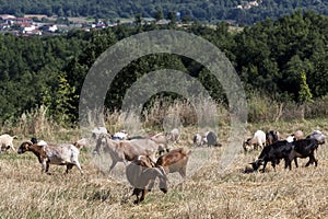 Herd of goats grazing in a meadow