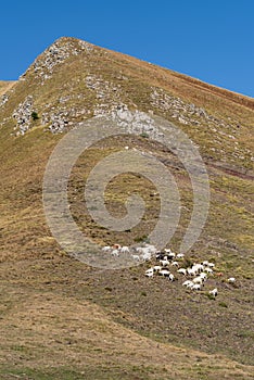 Herd of goats grazing in the mountains