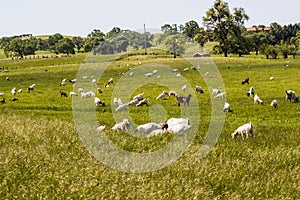 Herd Of Goats Grazing In Open Field