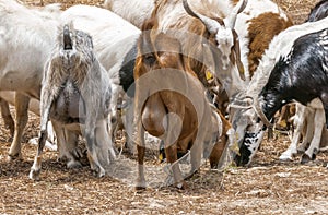 Herd of goats grazing on a pasture. The dairy goats are eating hay in the pasture