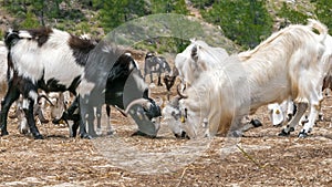 Herd of goats grazing on a pasture. The goats are eating hay kneeling