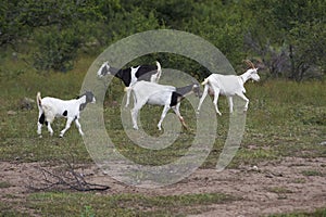 Herd of Goats grazing in scrubland