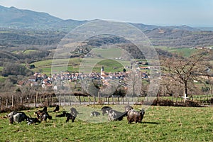 Herd of goats in a green pasture surrounded by a wooden fence