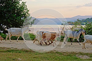 Herd of goats heading back to their shed in the evening in the Romanian countryside, side view