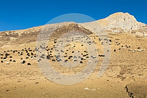 Herd of goats on the hillside