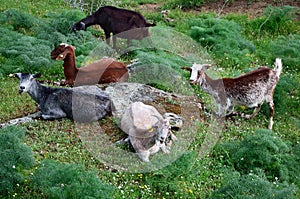 Herd of goats - horizontal