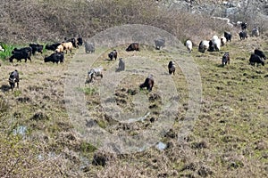 A herd of goats grazes in the meadow.