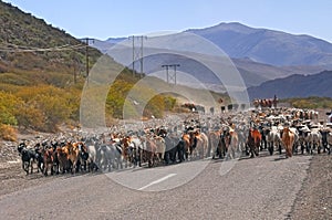 Herd of goats in Mendoza, Argentina.