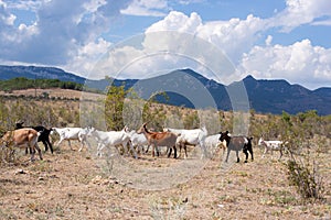 A herd of goats in the mountains