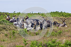 Herd of goats at Ouessant island. Brittany France.