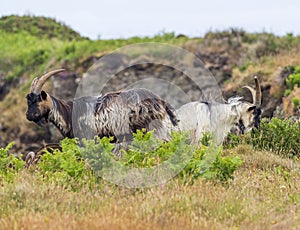 Herd of goats at Ouessant island. Brittany France.