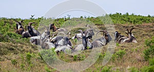 Herd of goats at Ouessant island. Brittany France.