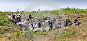 Herd of goats at Ouessant island. Brittany France.