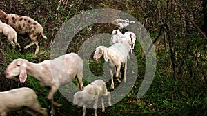 Herd of Goats on Pasture 8