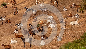 Herd of goats resting on the hillside