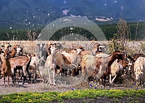 herd of goats and sheep grazing on hot summer day field near  at the foot of Mount Olympus nature landscape wild flowers and herb