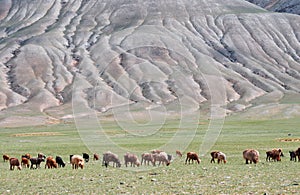 Herd of goats and sheep grazing in pasture in Mongolia