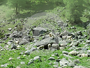 A herd of goats and sheep in Himachal Pradesh
