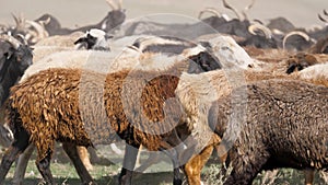 A herd of goats and sheep are running across the field, raising dust. Wool and down of pets. Cattle breeding