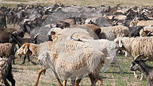 A herd of goats and sheep are running across the field, raising dust. Wool and down of pets. Cattle breeding