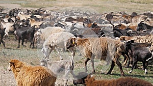 A herd of goats and sheep are running across the field, raising dust. Wool and down of pets. Cattle breeding