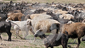 A herd of goats and sheep are running across the field, raising dust. Wool and down of pets. Cattle breeding