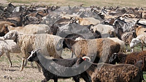 A herd of goats and sheep are running across the field, raising dust. Wool and down of pets. Cattle breeding