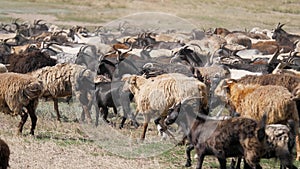 A herd of goats and sheep are running across the field, raising dust. Wool and down of pets. Cattle breeding