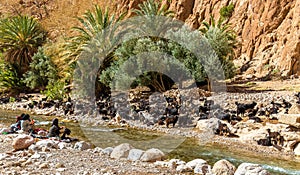 Herd of goats at the Todra River, Morocco