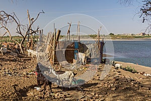 Herd of goats at Tuti island in Khartoum, capital of Sud