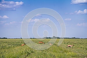 Herd of goats walking and jumping in the middle of a pasture field full of green grass, in summer, in Alibunar, Voivodina