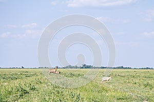 Herd of goats walking and jumping in the middle of a pasture field full of green grass, in summer, in Alibunar, Voivodina