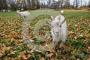 A herd of goats Zaanen breed grazing in the meadow dotted with y