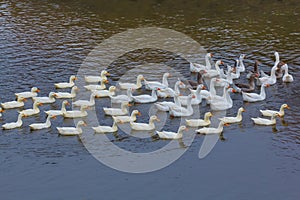 white gooses swim in river