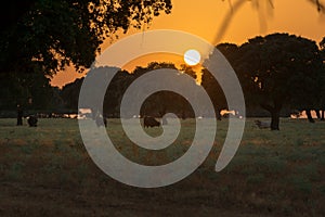 Herd of grazing cattle in the Spanish Dehesa at sunset Salamanca Spain