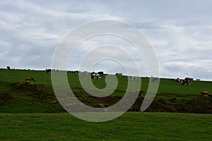 Grazing Cows Along the Sea Cliffs of St Bees photo