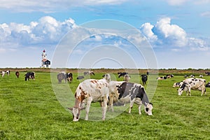 A herd of grazing cows in front of the lighthouse in Marken.