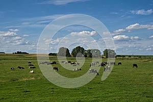 A herd of grazing cows in a meadow